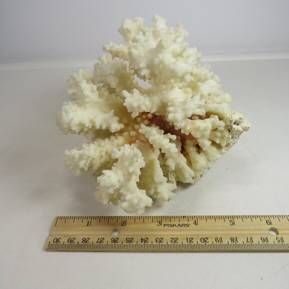 Real Coral white with orangy brown center 5.5" tall over 1lb - Picture 4 of 8